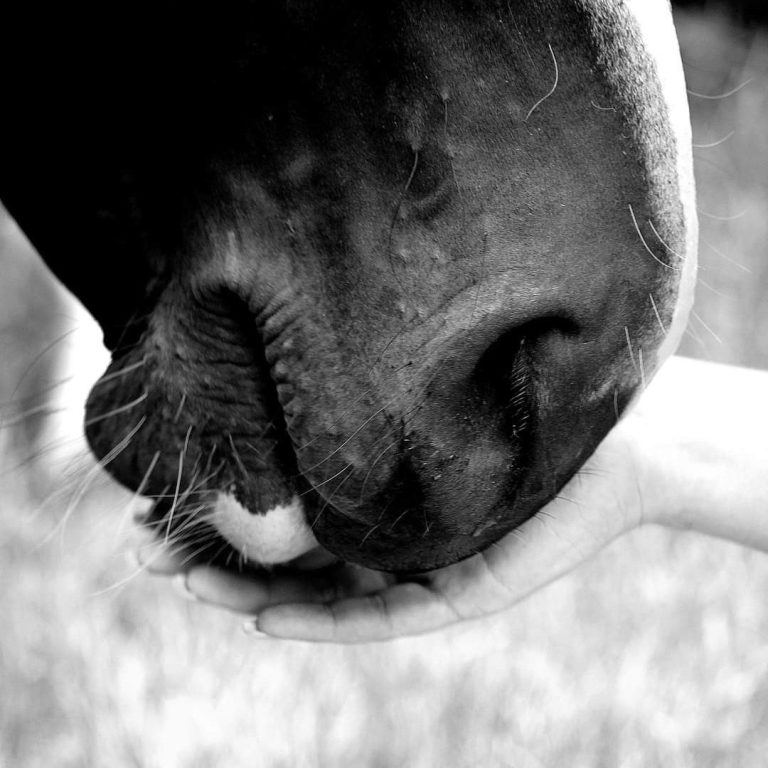 Logo von Dalivhorses Pferdenüster welche sanft eine Hand berührt